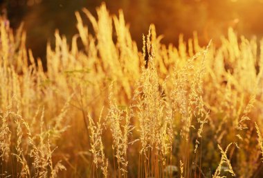 Gün batımında çimen tarlası