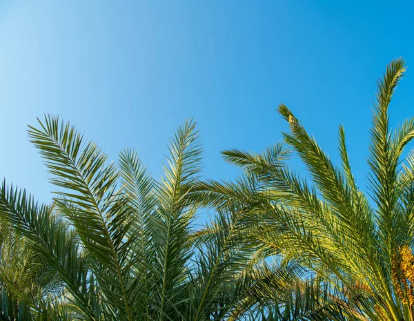 Fondo Tropical Palmeras Contra Cielo Azul — Foto de Stock