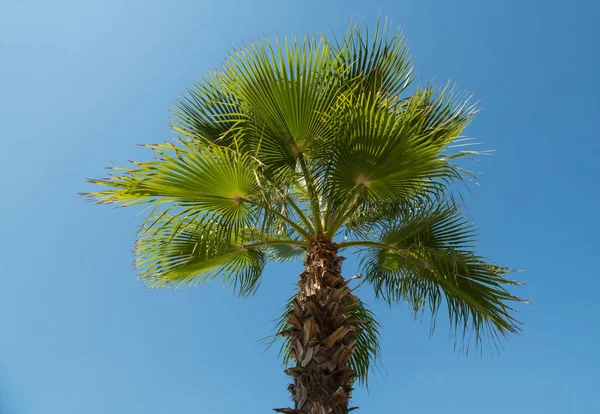 Fondo Tropical Palmeras Contra Cielo Azul — Foto de Stock