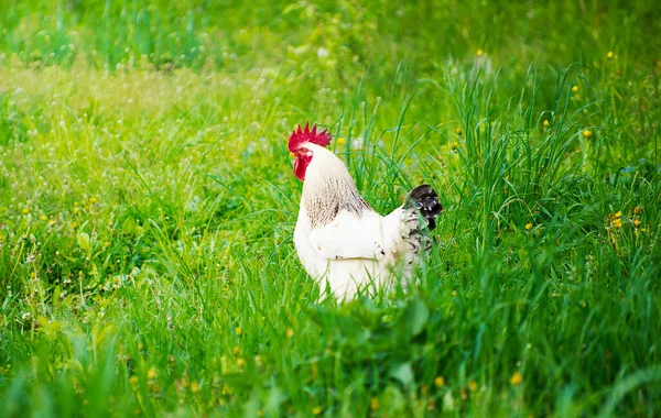 緑のフィールドで鶏 フリーコック絶縁 — ストック写真