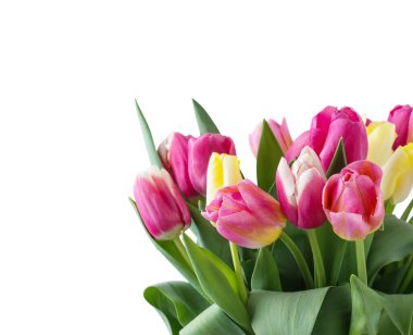 Lale çiçeği karışımı.