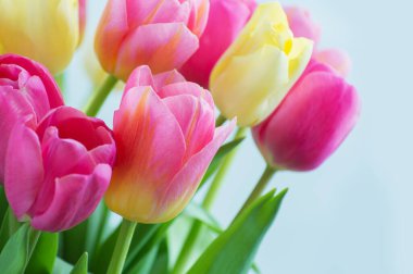 Lale çiçeği karışımı.