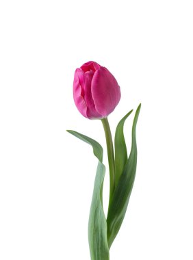 Beyaz arkaplanda izole edilmiş pembe lale çiçeği