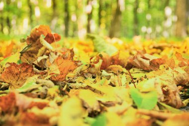 güzel sonbahar arkaplan dokusu