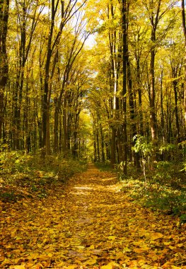 Sonbahar ormanının içinden geçen yol