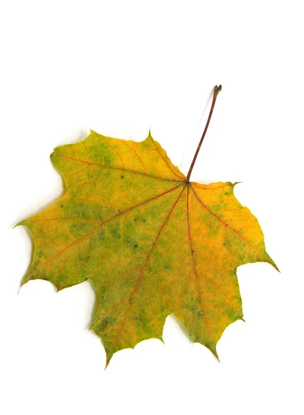 Herbst Ahornblatt Isoliert Auf Weißem Hintergrund — Stockfoto