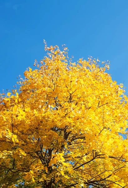 Folhas Outono Com Fundo Azul Céu — Fotografia de Stock