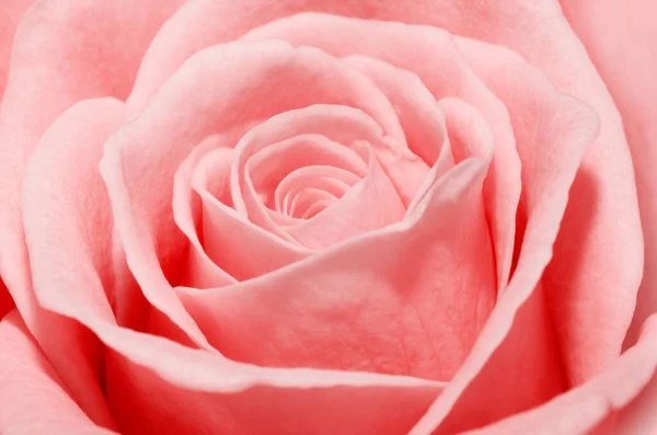 Gros Plan Macro Une Rose Rose — Photo