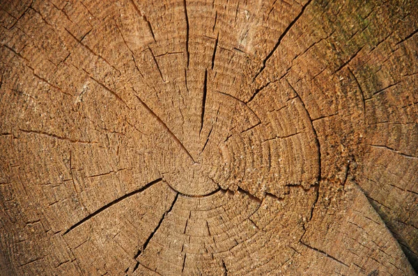 Textur Des Baumstumpfes — Stockfoto