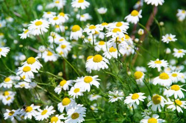Güneşli bir günde bir alan üzerinde yabani papatya çiçekler.