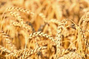 Yazın sonunda tamamen olgunlaşmış buğday tarlaları