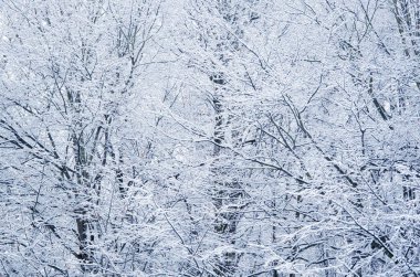 Karda ağaç dalları