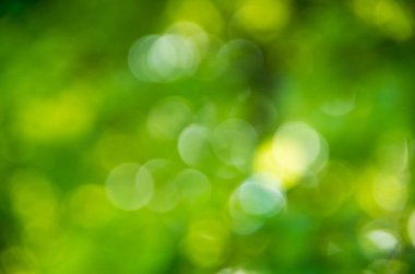 Doğal yeşil arkaplan bulanık.