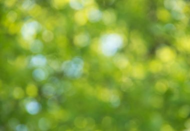 Doğal yeşil arkaplan bulanık.