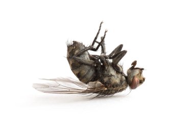 Ölü sinek beyaz arka planda izole edilmiş.