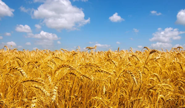 Campo Grano Cielo Blu Con Nuvole — Foto Stock