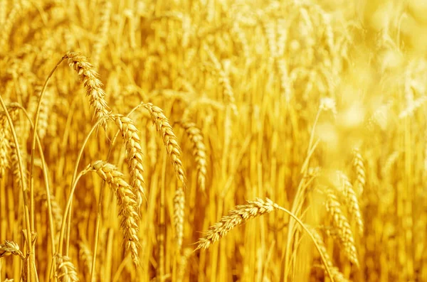 Fields Wheat End Summer Fully Ripe — Stock Photo, Image