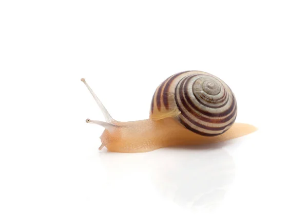 Schnecke Auf Weißem Hintergrund Makro — Stockfoto