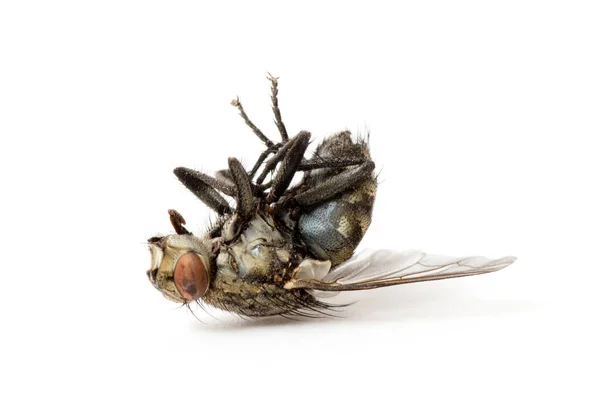 Tote Fliege Isoliert Auf Weißem Hintergrund — Stockfoto