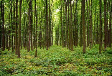 İlkbaharda orman yeşili