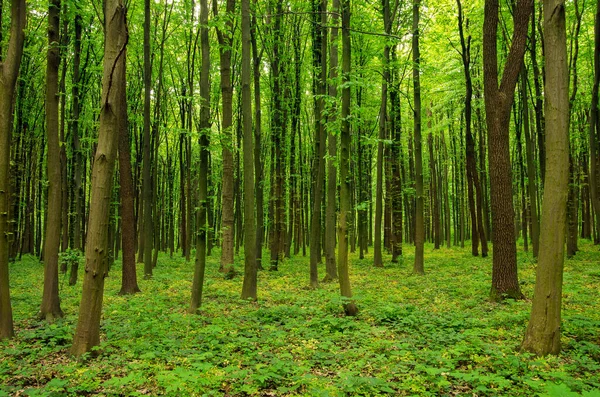 Bosque Verde Primavera — Foto de Stock