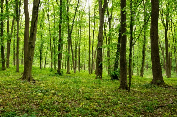 Floresta Verde Floresta Verde Primavera — Fotografia de Stock