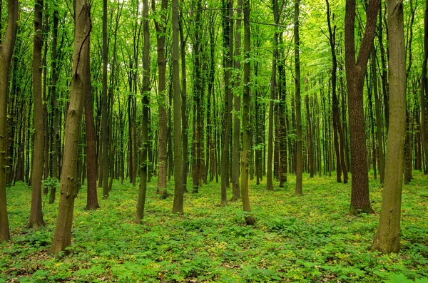 Forest Green Spring Stock Image