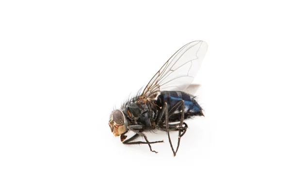 Fly Morto Isolado Fundo Branco — Fotografia de Stock