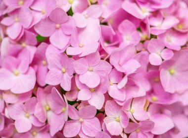 Pembe ortanca arka planı. Hortensiya çiçek yüzeyi.