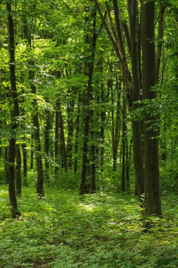 Yeşil ormanda güneş ışığı, bahar zamanı.