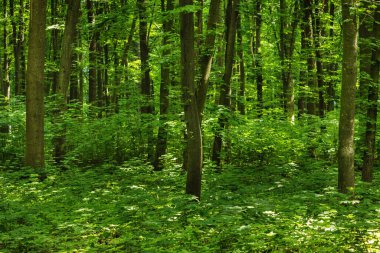 Yeşil ormanda güneş ışığı, bahar zamanı.