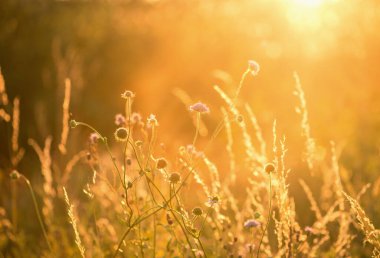 Gün batımında çimen tarlası