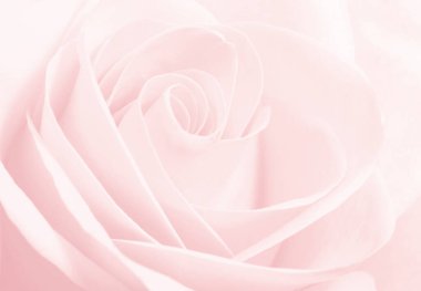 Pembe bir gülün makrosunu kapat.