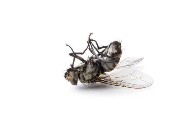 Fondo Blanco Aislado Dead Fly — Foto de Stock