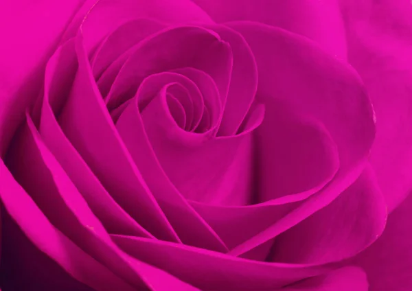 Gros Plan Macro Une Rose Rose — Photo