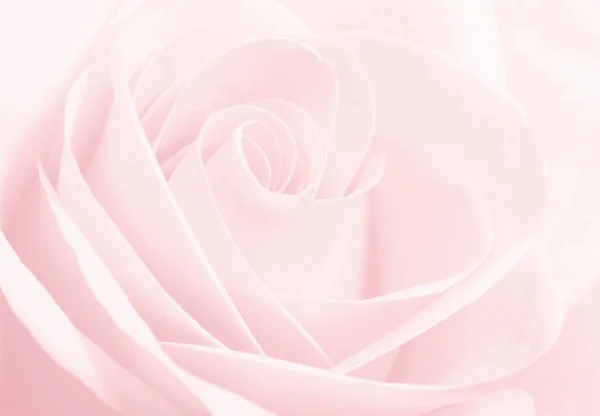 Close Macro Pink Rose — Stock Photo, Image