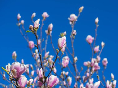 Baharda çiçek açan Magnolia ağacı