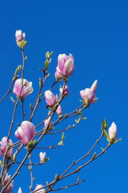 Baharda çiçek açan Magnolia ağacı
