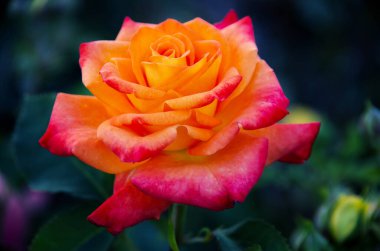 Gül bahçesine yakın çekim