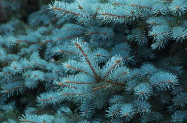 Yeşil arka planda mavi ladin dalları