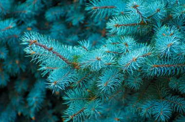 Yeşil arka planda mavi ladin dalları