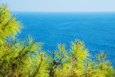 Turkuaz deniz zeminli çam ağacı dalları Akdeniz doğası