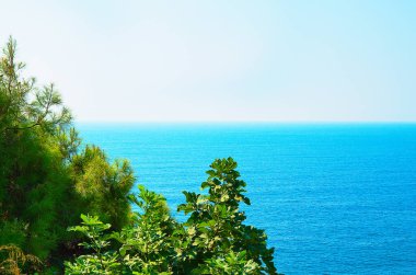 Turkuaz deniz zeminli çam ağacı dalları Akdeniz doğası