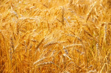 Yazın sonunda tamamen olgunlaşmış buğday tarlaları