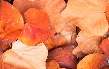 sonbahar yaprakları arkaplan dokusu