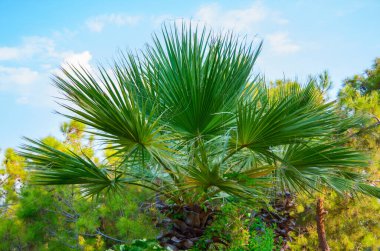 Mavi gökyüzünde palmiye dalları.