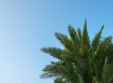 Mavi gökyüzünde palmiye dalları.