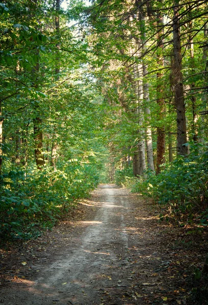 Caminho Floresta Verde — Fotografia de Stock