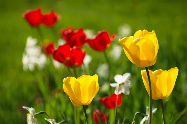 Yellow Red Tulips — Stock Photo, Image