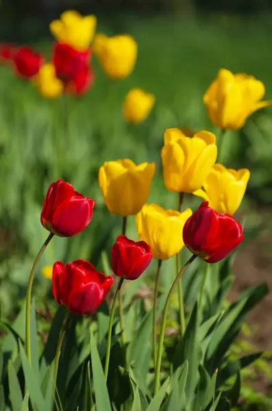 Yellow Red Tulips — Stock Photo, Image